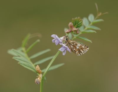 Aardbeivlinder / Grizzled Skipper