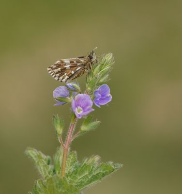 Aardbeivlinder / Grizzled Skipper