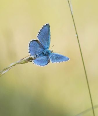 Adonisblauwtje / Adonis Blue