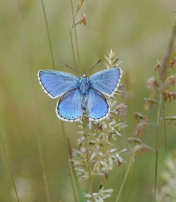 Adonisblauwtje / Adonis Blue