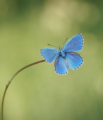 Adonisblauwtje / Adonis Blue