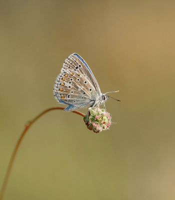 Adonisblauwtje / Adonis Blue