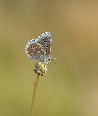 Adonisblauwtje / Adonis Blue