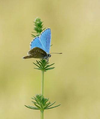 Adonisblauwtje / Adonis Blue