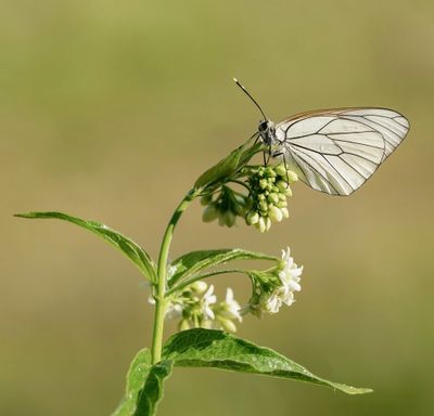 Groot Geaderd Witje / Black-veined White