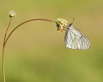 Groot Geaderd Witje / Black-veined White
