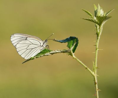 Groot Geaderd Witje / Black-veined White