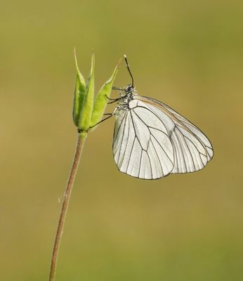 Groot Geaderd Witje / Black-veined White