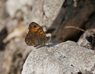 Argusvlinder / Wall Brown