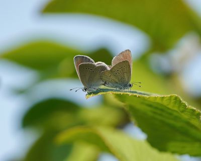 Dwergblauwtje / Little Blue, Small Blue