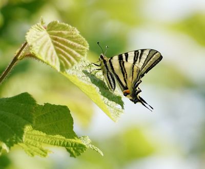 Koningspage / Scarce Swallowtail