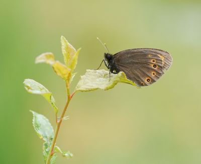 Voorjaarserebia / Woodland Ringlet