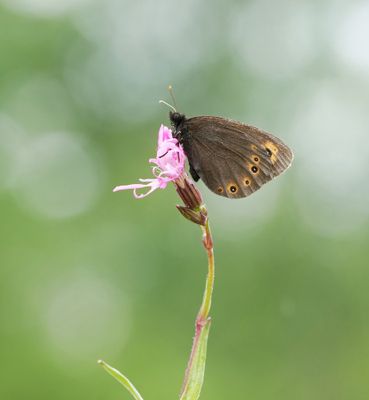 Voorjaarserebia / Woodland Ringlet