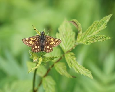 Bont Dikkopje / Chequered Skipper