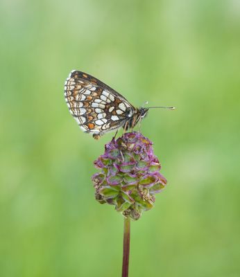 Oostelijke parelmoervlinder / Assmann's Fritillary