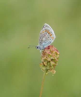 Esparcetteblauwtje / Chapman's Blue