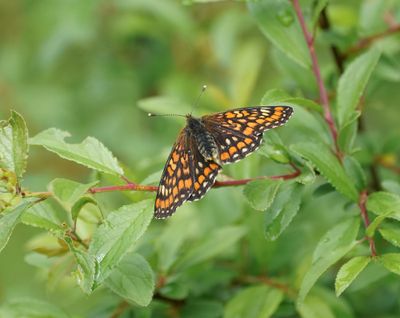 Roodbonte Parelmoervlinder / Scarce Fritillary