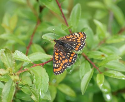 Roodbonte Parelmoervlinder / Scarce Fritillary