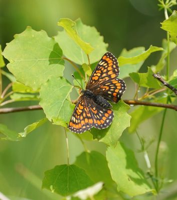 Roodbonte Parelmoervlinder / Scarce Fritillary