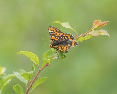 Roodbonte Parelmoervlinder / Scarce Fritillary