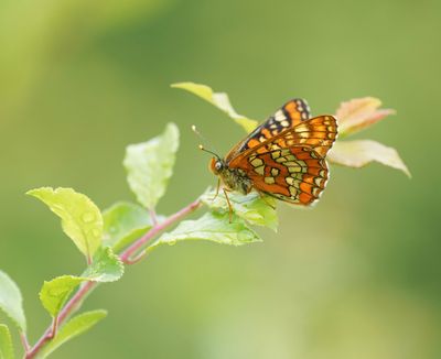 Roodbonte Parelmoervlinder / Scarce Fritillary
