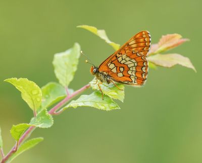 Roodbonte Parelmoervlinder / Scarce Fritillary