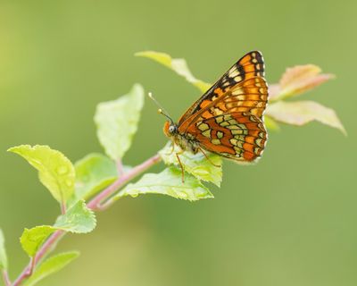 Roodbonte Parelmoervlinder / Scarce Fritillary
