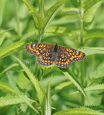 Roodbonte Parelmoervlinder / Scarce Fritillary