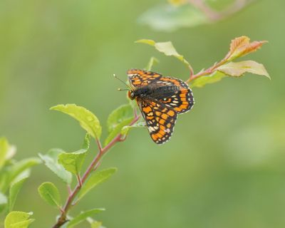 Roodbonte Parelmoervlinder / Scarce Fritillary