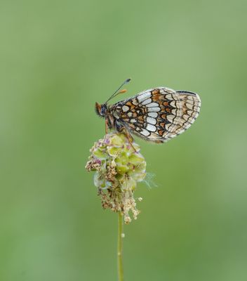 Oostelijke parelmoervlinder / Assmann's Fritillary