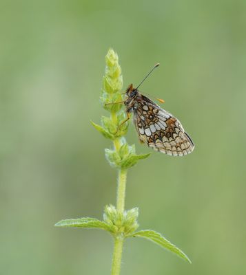 Oostelijke parelmoervlinder / Assmann's Fritillary