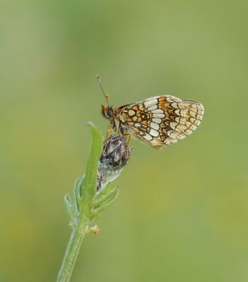 Oostelijke parelmoervlinder / Assmann's Fritillary