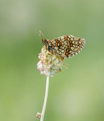 Oostelijke parelmoervlinder / Assmann's Fritillary