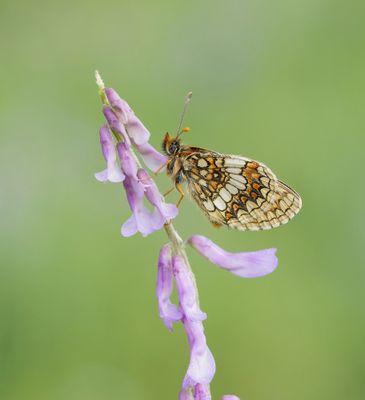 Oostelijke parelmoervlinder / Assmann's Fritillary