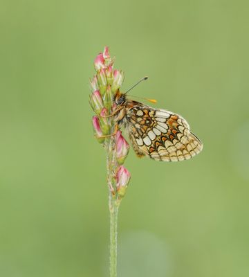 Oostelijke parelmoervlinder / Assmann's Fritillary
