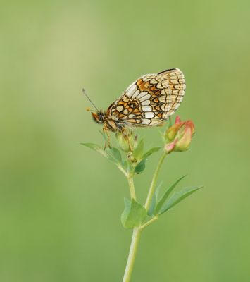 Oostelijke parelmoervlinder / Assmann's Fritillary