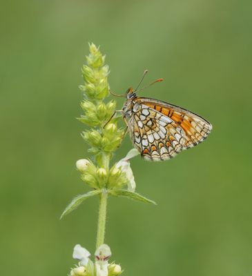 Oostelijke parelmoervlinder / Assmann's Fritillary