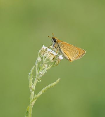 Geelsprietdikkopje / Small Skipper
