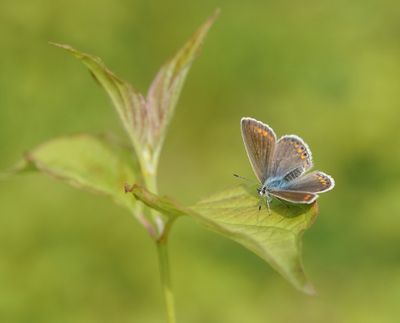 Esparcetteblauwtje / Chapman's Blue