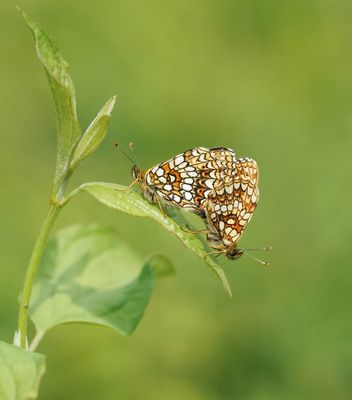 Woudparelmoervlinder / False Heath Fritillary