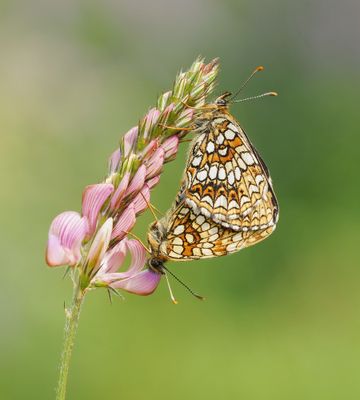 Woudparelmoervlinder / False Heath Fritillary