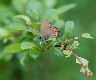 Pruimenpage / Black Hairstreak
