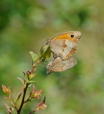 Bruin Zandoogje / Meadow Brown