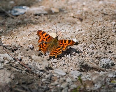 Gehakkelde Aurelia / Comma Butterfly
