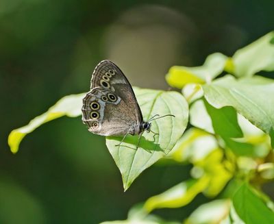 Boszandoog / Woodland Brown