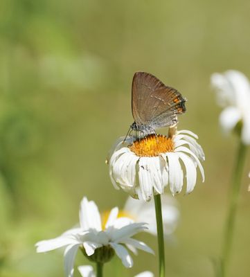 Kleine Sleedoornpage / Sloe Hairstreak