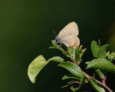 Pruimenpage / Black Hairstreak