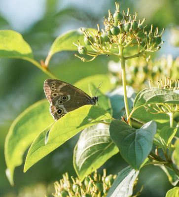 Boszandoog / Woodland Brown