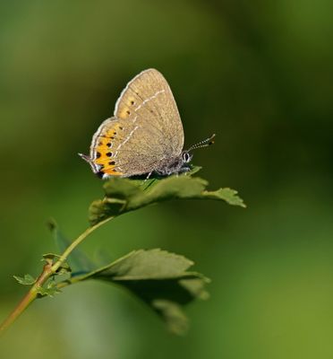 Pruimenpage / Black Hairstreak