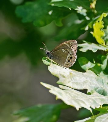 Boszandoog / Woodland Brown